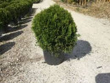 Arborvitae - Thuja