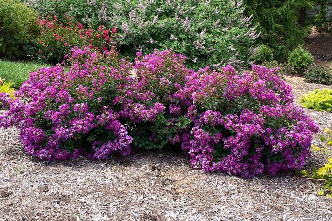 Crape Myrtle - The Bellini Congress Grape