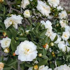 Camellia - October Magic Ivory