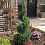 Gray Owl Juniper - Topiary