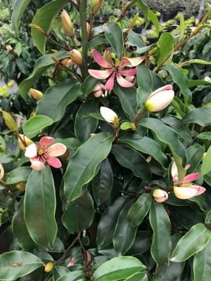 Magnolia - Stellar Ruby