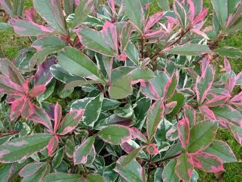 Photinia - Pink Mable