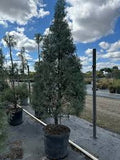 Arizona Cypress - Blue Ice - Topiary