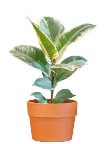 Live Trends Terracotta