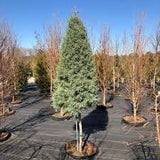 Arizona Cypress - Blue Ice - Topiary