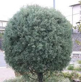 Arizona Cypress - Blue Ice - Topiary