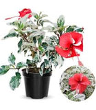 Hibiscus Standard