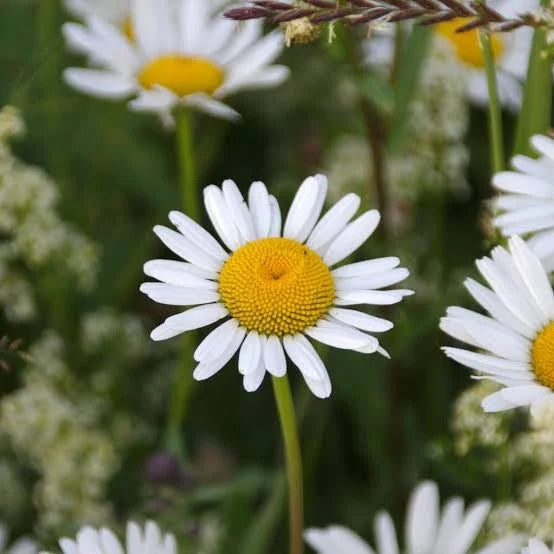 Oxeye Daisy