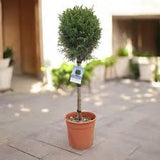 Arizona Cypress - Carolina Sapphire - Topiary