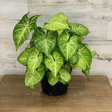 Arrowhead Vine