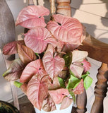 Arrowhead Vine