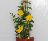 Mandevilla