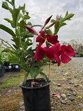 Mandevilla