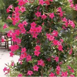 Mandevilla