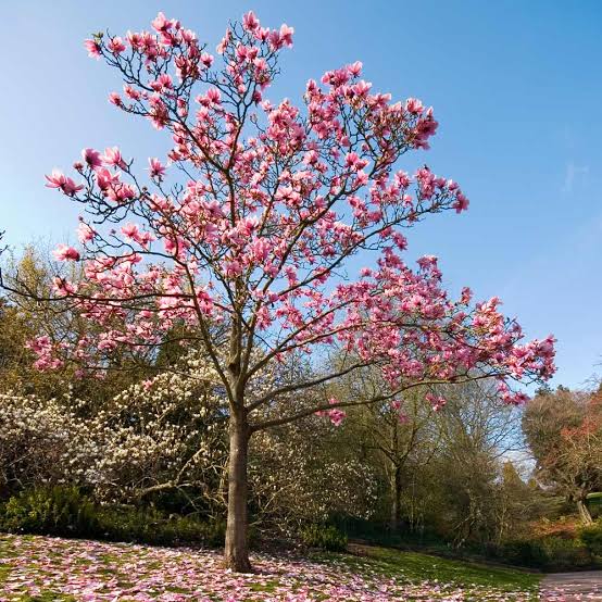 Magnolia Ann Japanese