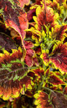 Coleus Color Blaze