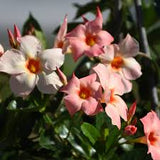 Mandevilla