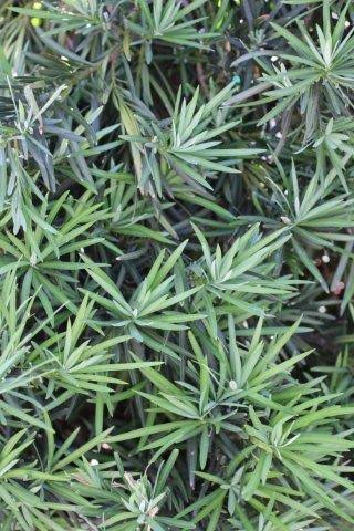 Podocarpus - Maki
