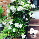 Mandevilla