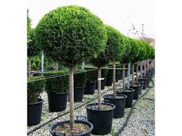 Leyland Cypress - Topiary