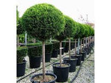 Leyland Cypress - Topiary