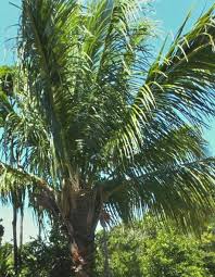 High Plateau Coconut Palm