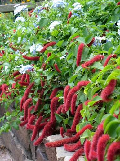 Chenille Red Hot Cat's Tail