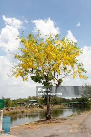 Tabebuia - Silver Trumpet Tree