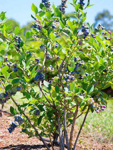 Climax Blueberry Bush