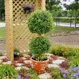 Arizona Cypress - Carolina Sapphire - Topiary