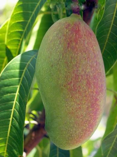 Mango - Valencia Pride