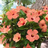 Hibiscus Bush