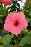 Hibiscus Yoder Bush