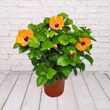 Hibiscus Yoder Bush