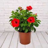 Hibiscus Yoder Bush