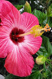 Hibiscus Bush