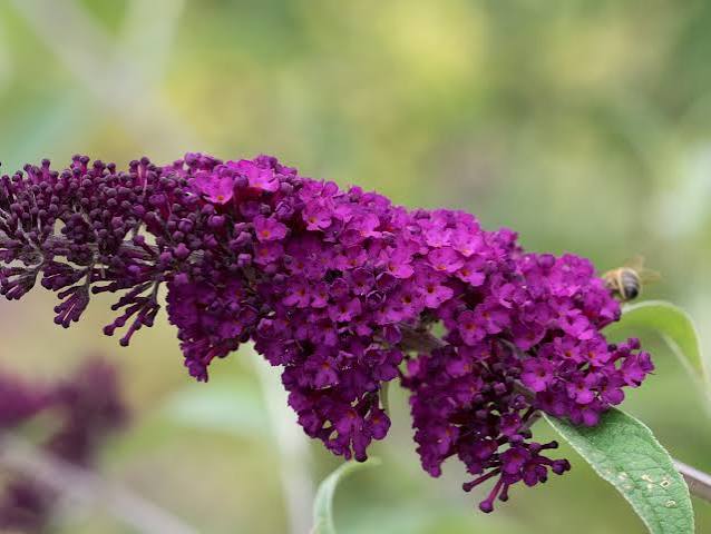 Buddleia - Royal Purple