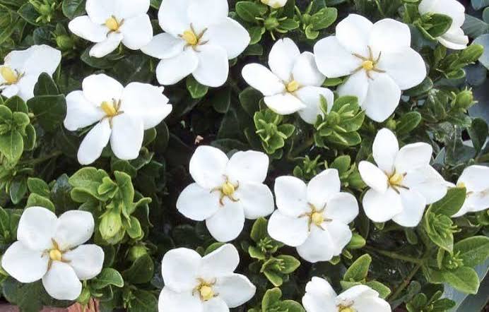 Gardenia - Kleim's Hardy