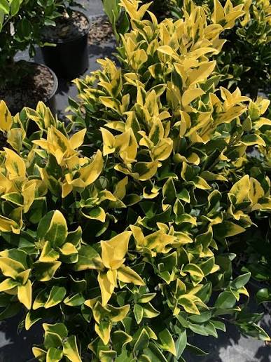 Ligustrum - Howardii
