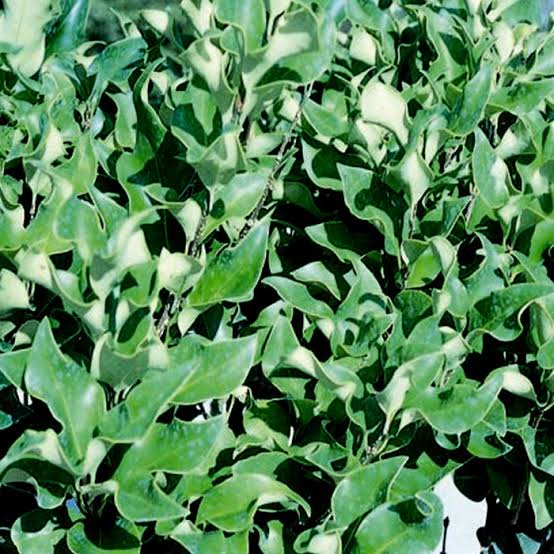 Ligustrum - Recurve