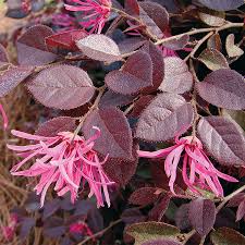 Loropetalum - Crimson Fire