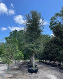 Southern Live Oak