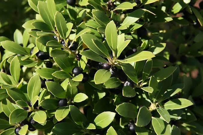 Inkberry Holly