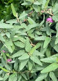 Tea Bush