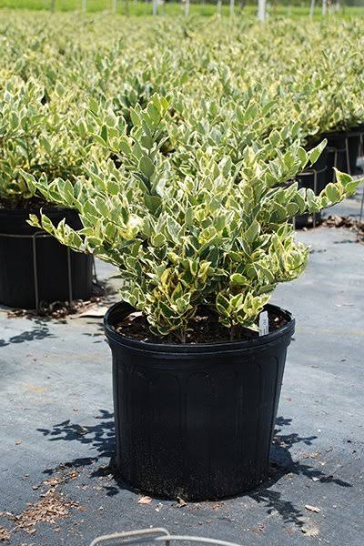 Jack Frost Ligustrum