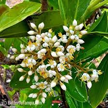 Marlberry