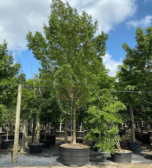 Brazilian Beauty Leaf Tree