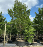 Brazilian Beauty Leaf Tree