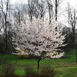 Crape Myrtle - Thunderstruck White Lightning