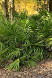 Saw Palmetto